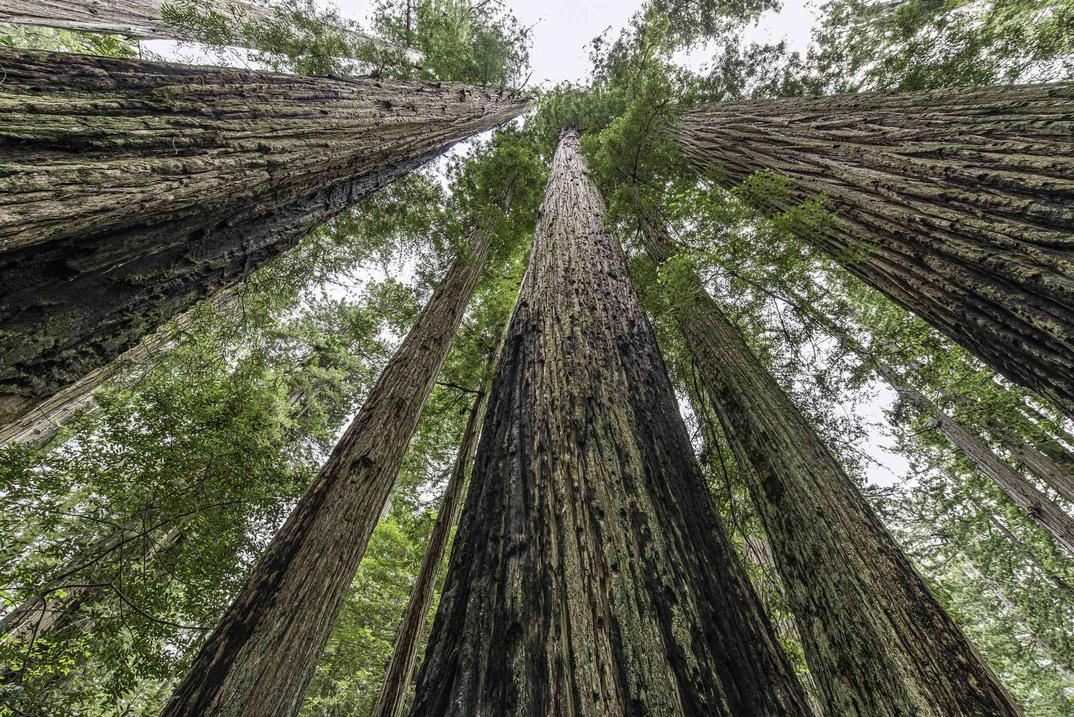 仰望加州红杉(Sequoia sempervirens)，它们是世界上最高的树木之一