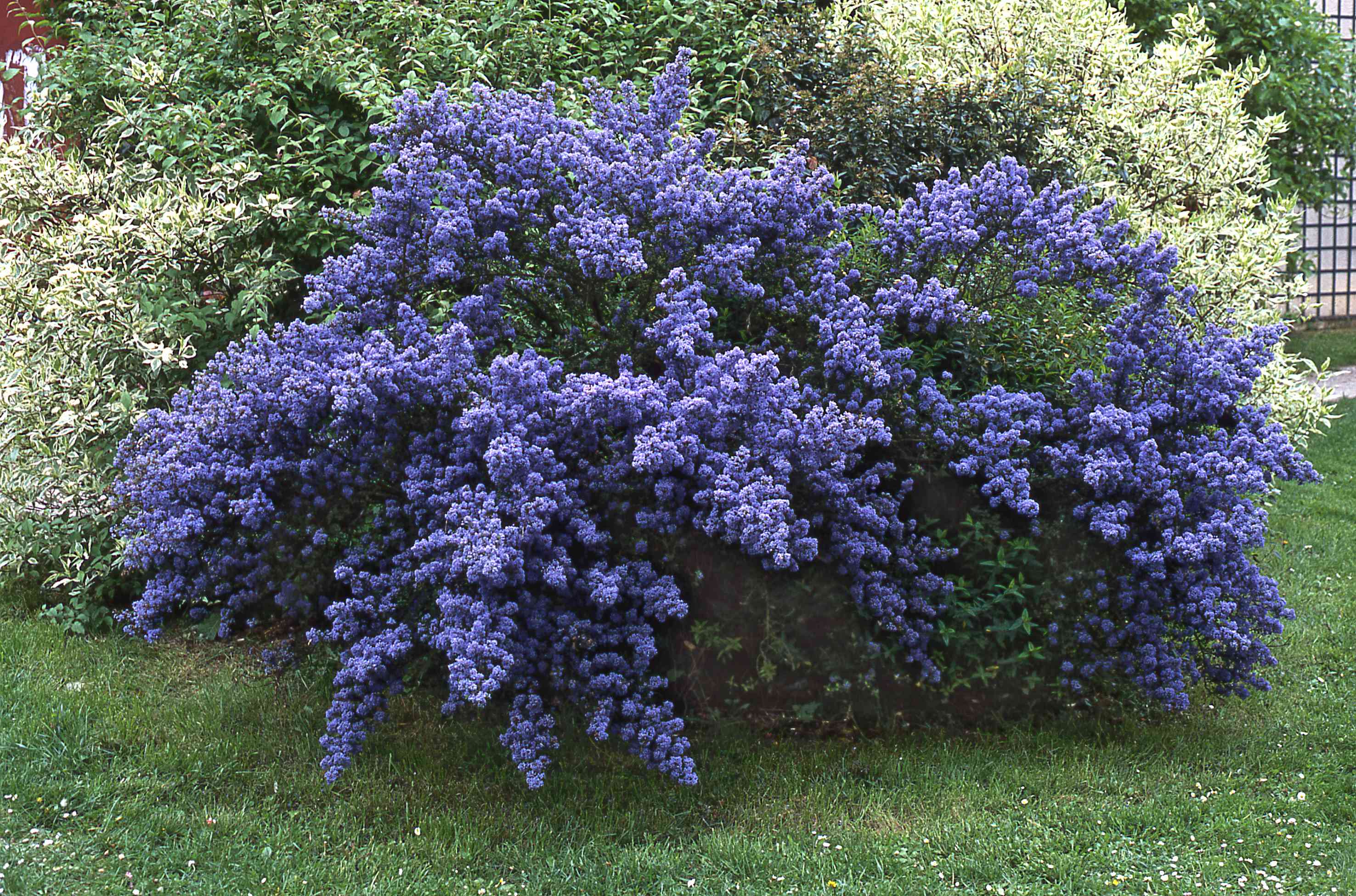 加利福尼亚丁香（Ceanothus caeruleus）