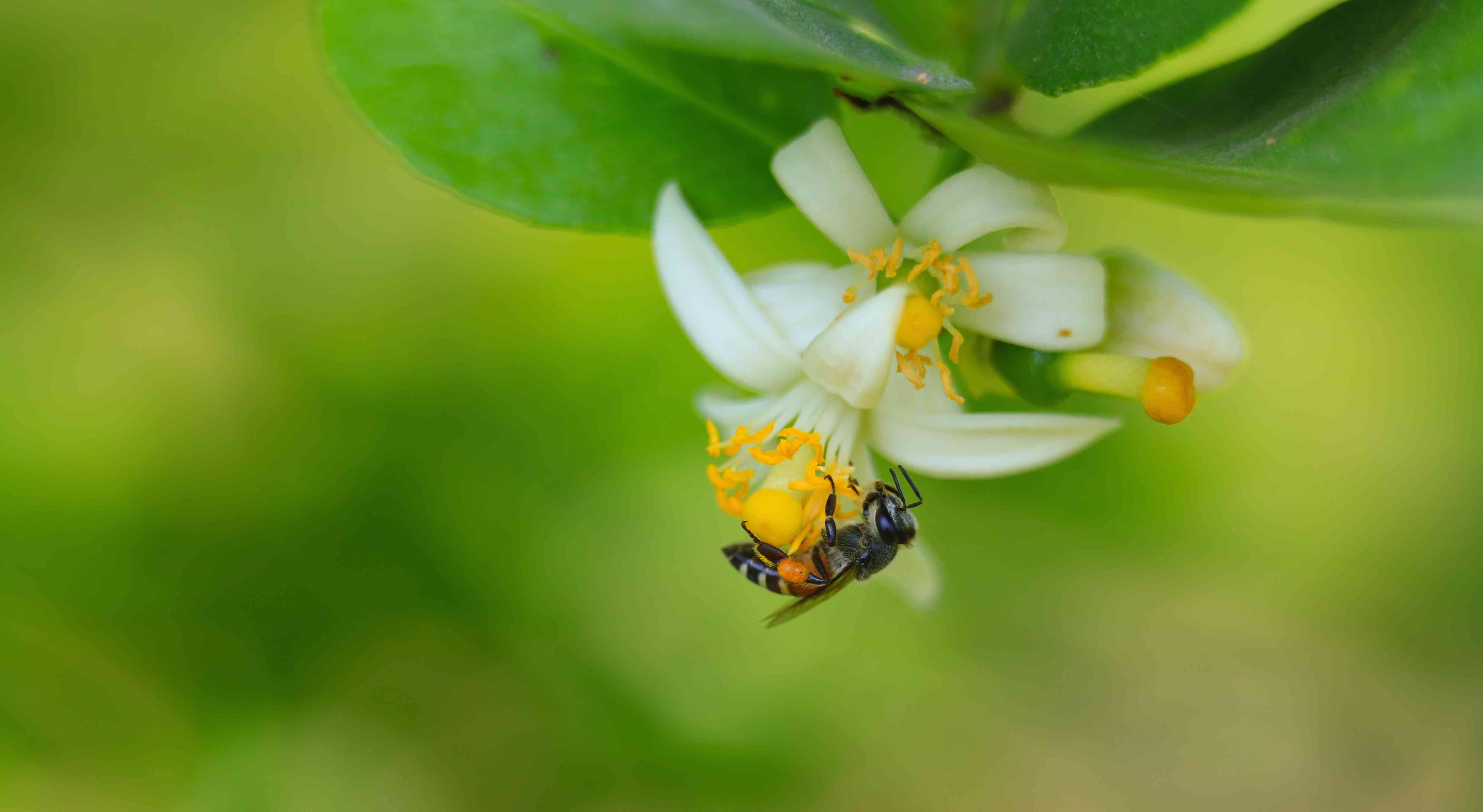 蜜蜂为青柠花授粉