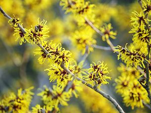金缕梅灌木盛开黄色花朵的特写