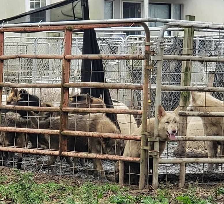 德国牧羊犬在佐治亚州营救