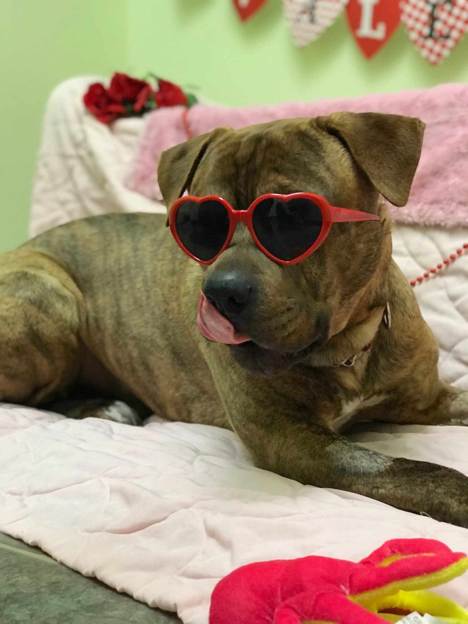 戴着情人节太阳镜的小狗霍金。