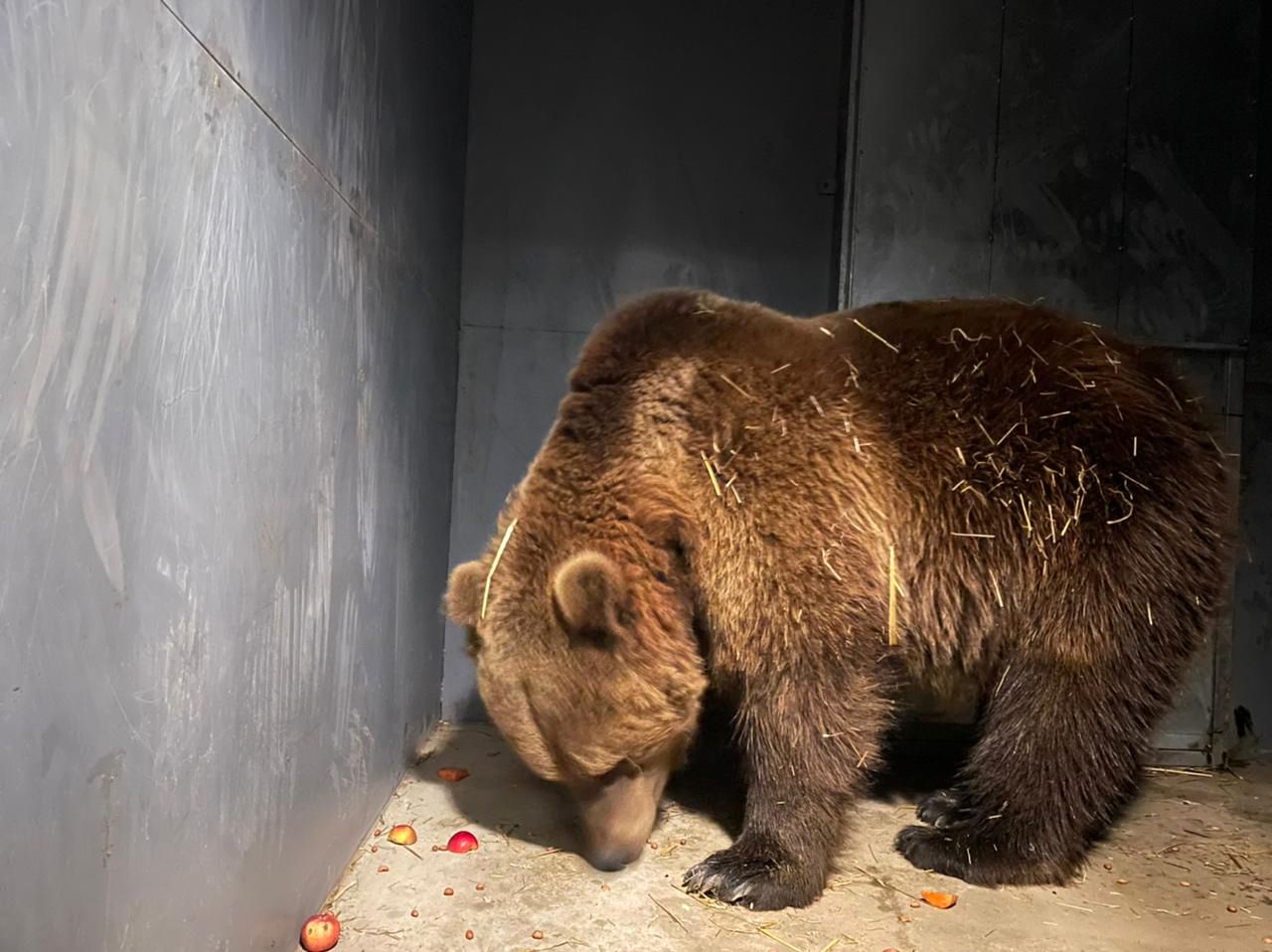 一只棕熊在基辅获救＂width=