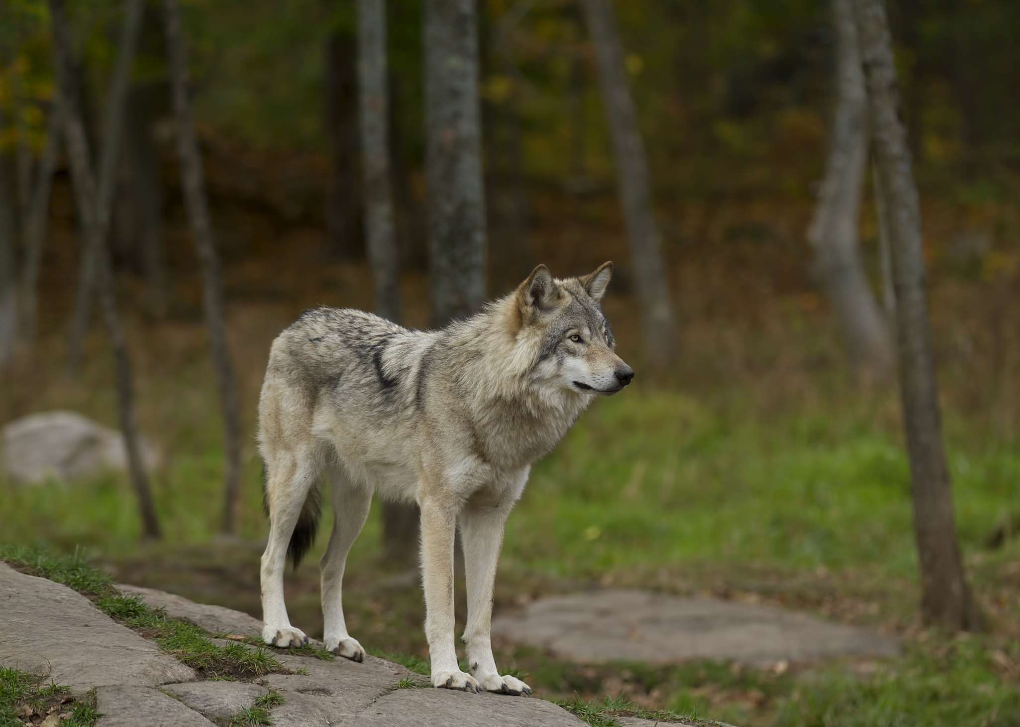 站立在岩石的一只灰狼在森林里。