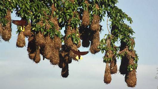 蒙特祖玛的Oropendola Nest