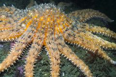 不列颠哥伦比亚省最大的海星之一，在南部海湾群岛潜水时被拍摄到。