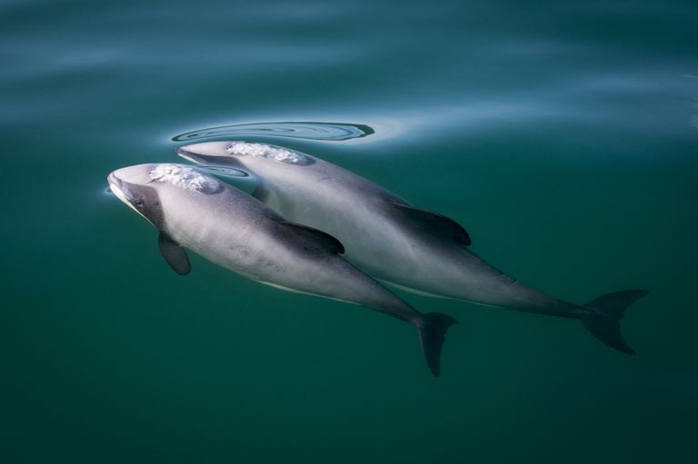 新西兰海岸附近的一对海克特海豚
