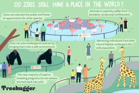动物园在世界上仍然有位置吗？