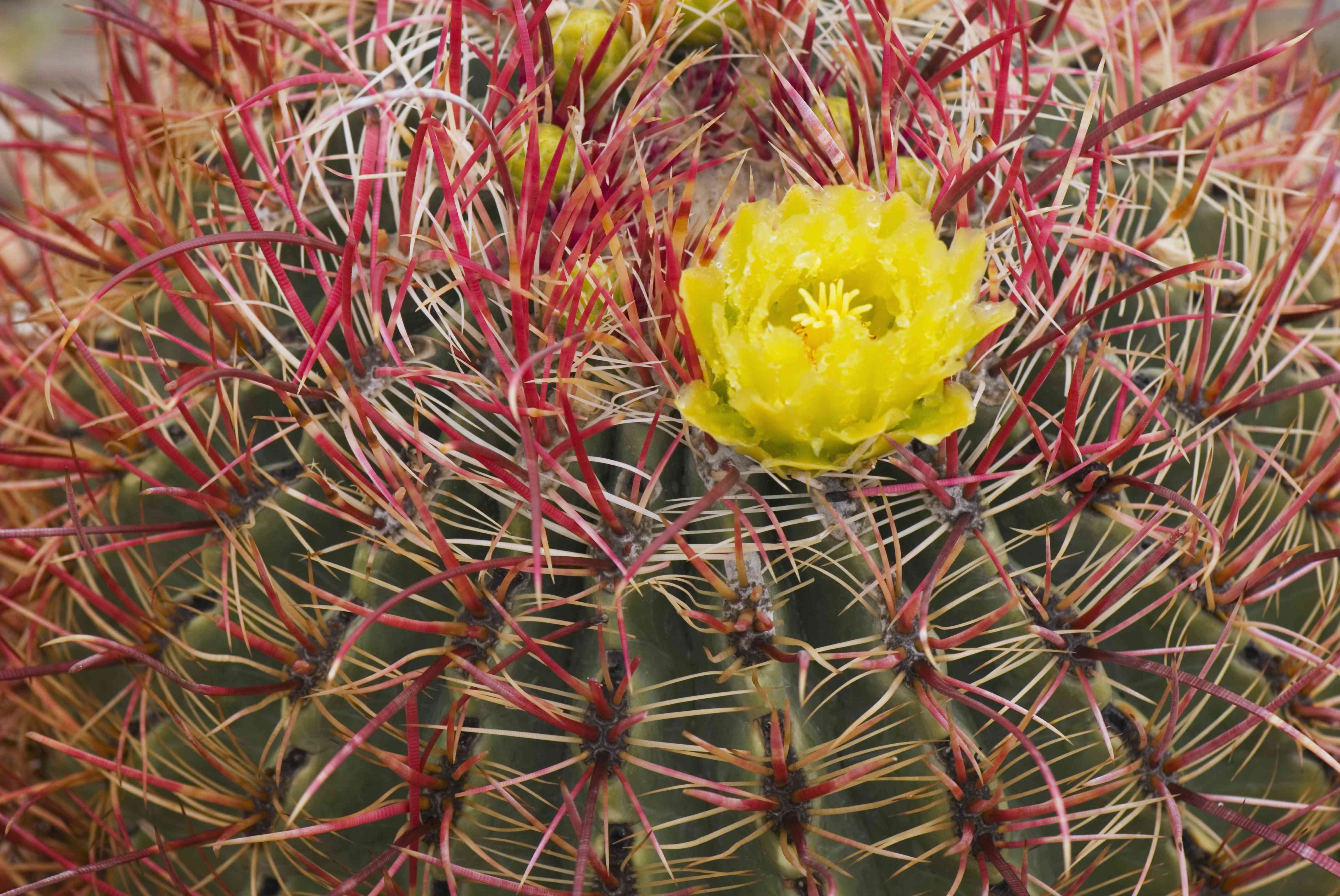 桶形仙人掌花，索诺兰沙漠，Anza-Borrego州立公园，加利福尼亚州，美国＂width=