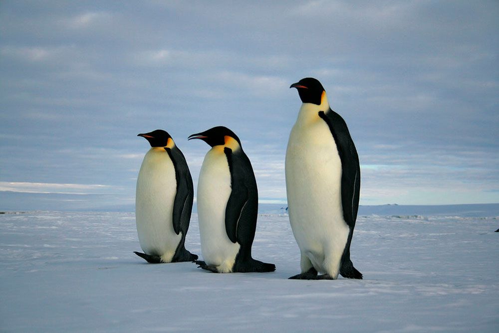三只帝企鹅在雪地上行走＂width=