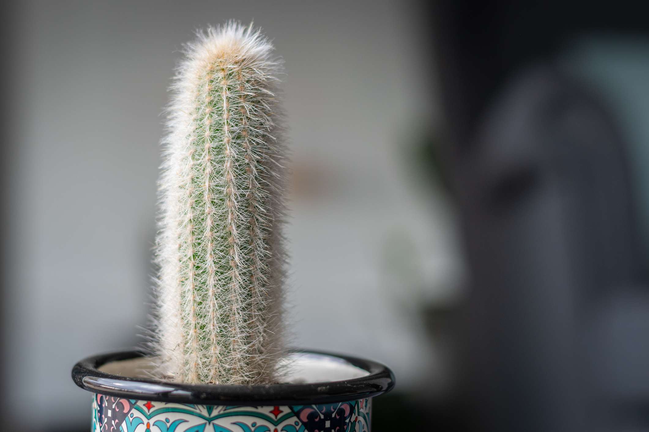 银色火炬仙人掌(Cleistocactus strausii，羊毛)，小尺寸在彩色杯-库存照片＂width=