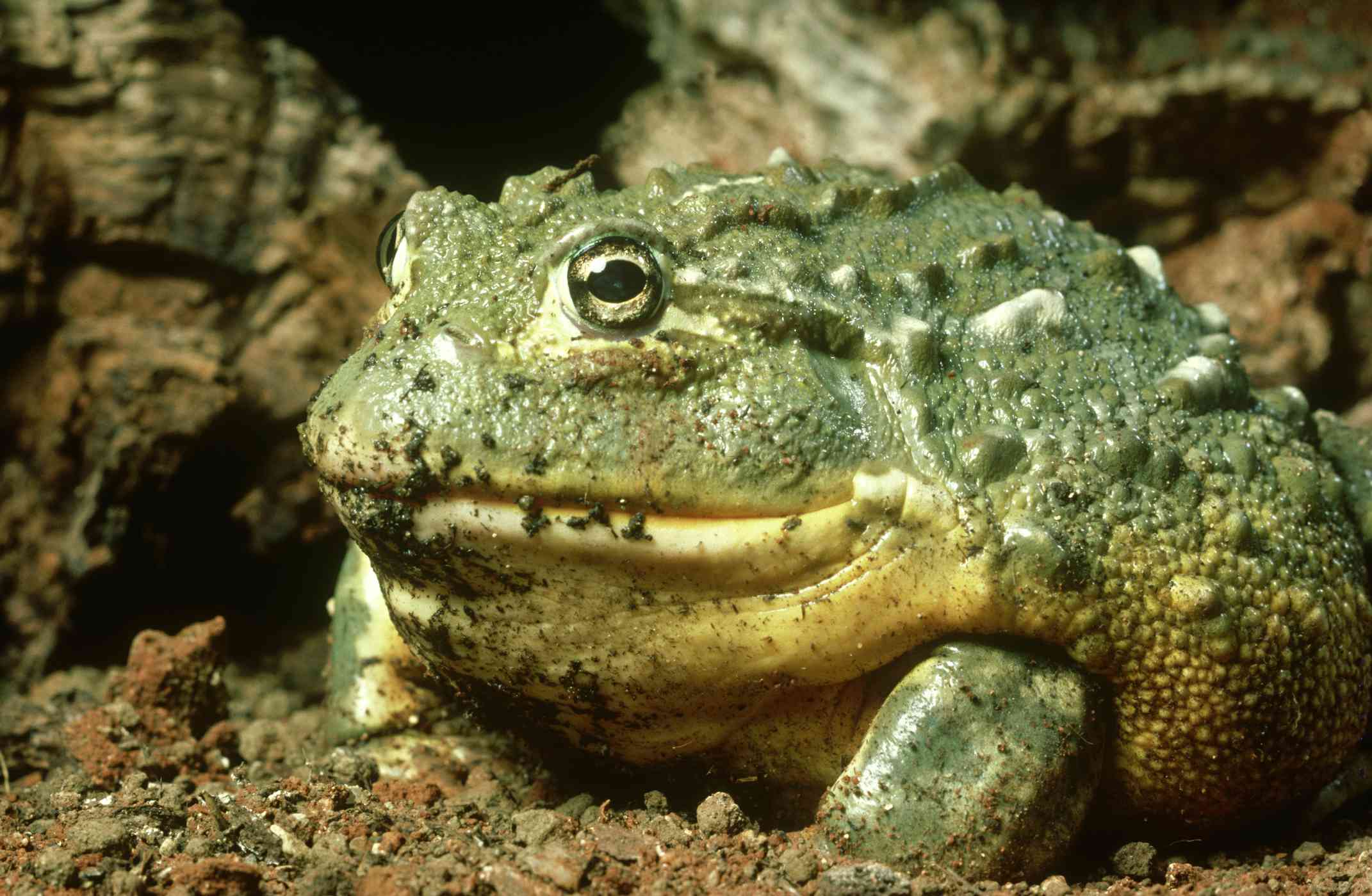 非洲牛蛙的特写镜头，脚在泥里钻洞＂width=