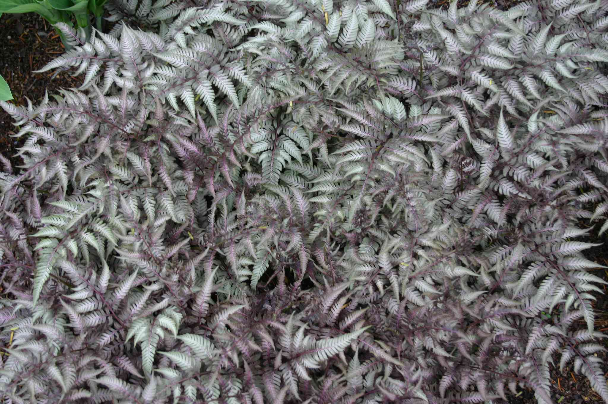 Athyrium niponicum Pictum日本涂漆蕨类植物