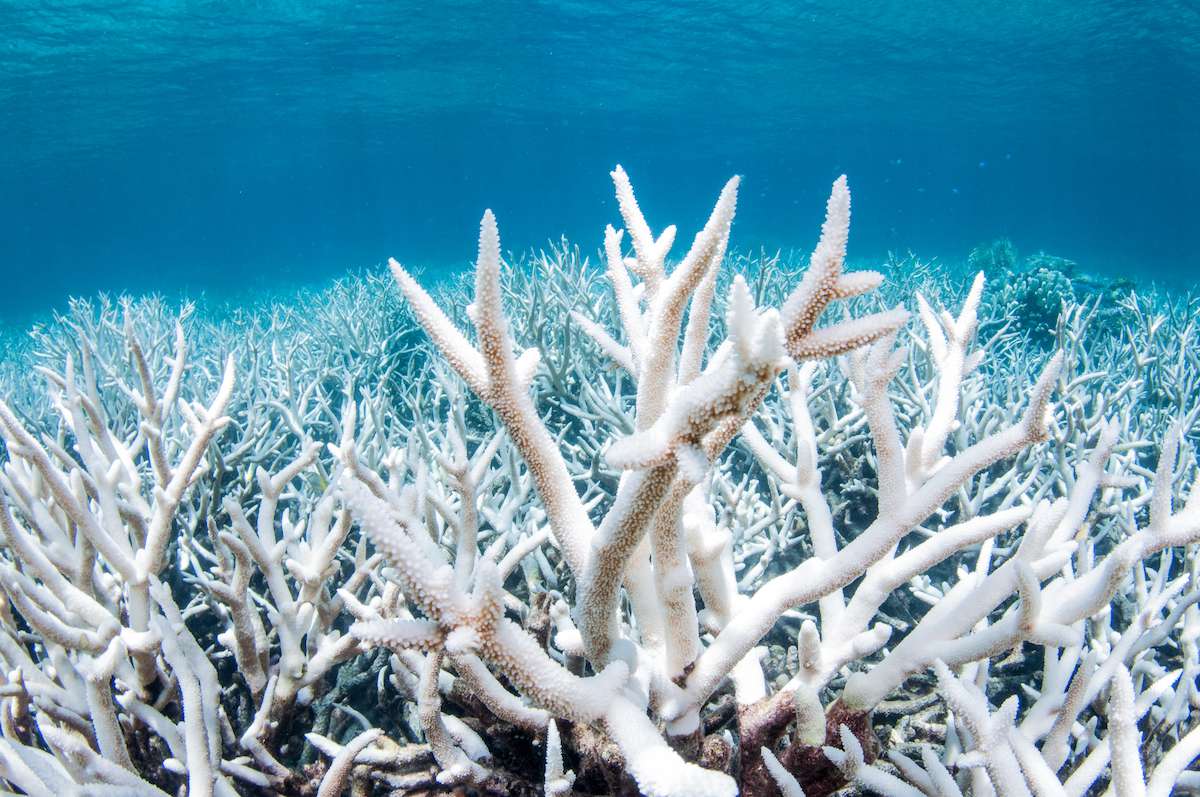 在澳大利亚凯恩斯外的大堡礁发生的大规模白化事件中，珊瑚白化。据认为，这是由全球气候变化导致水温升高的热压力造成的。＂width=