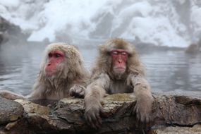 日本猕猴在温泉中沐浴“width=