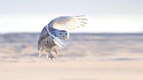 白雪皑皑的猫头鹰飞向相机
