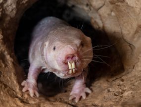 一只裸鼠老鼠从山洞里爬出来。“width=