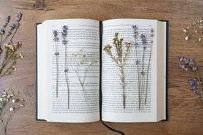 把新鲜的花朵压在厚厚的书页之间，书页周围是其他小枝