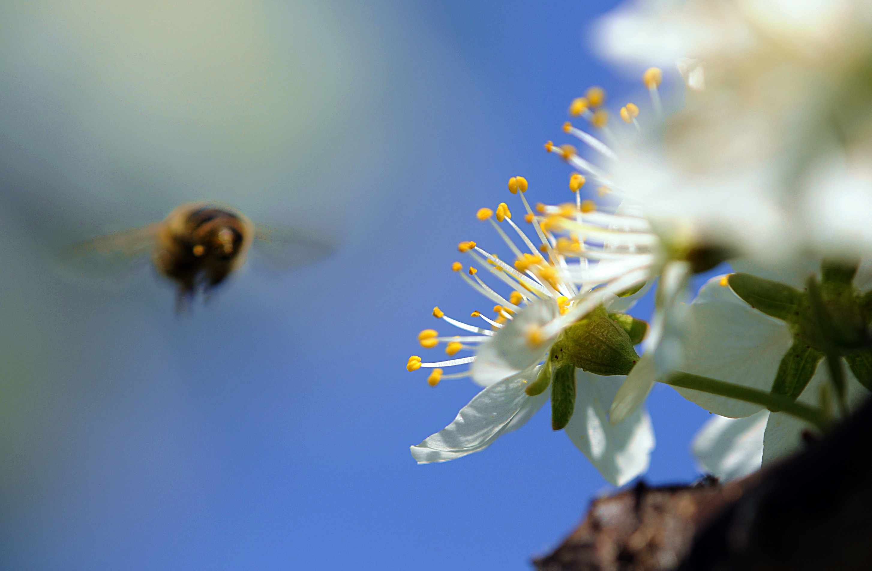 行动射击了飞行往白花的蜂。