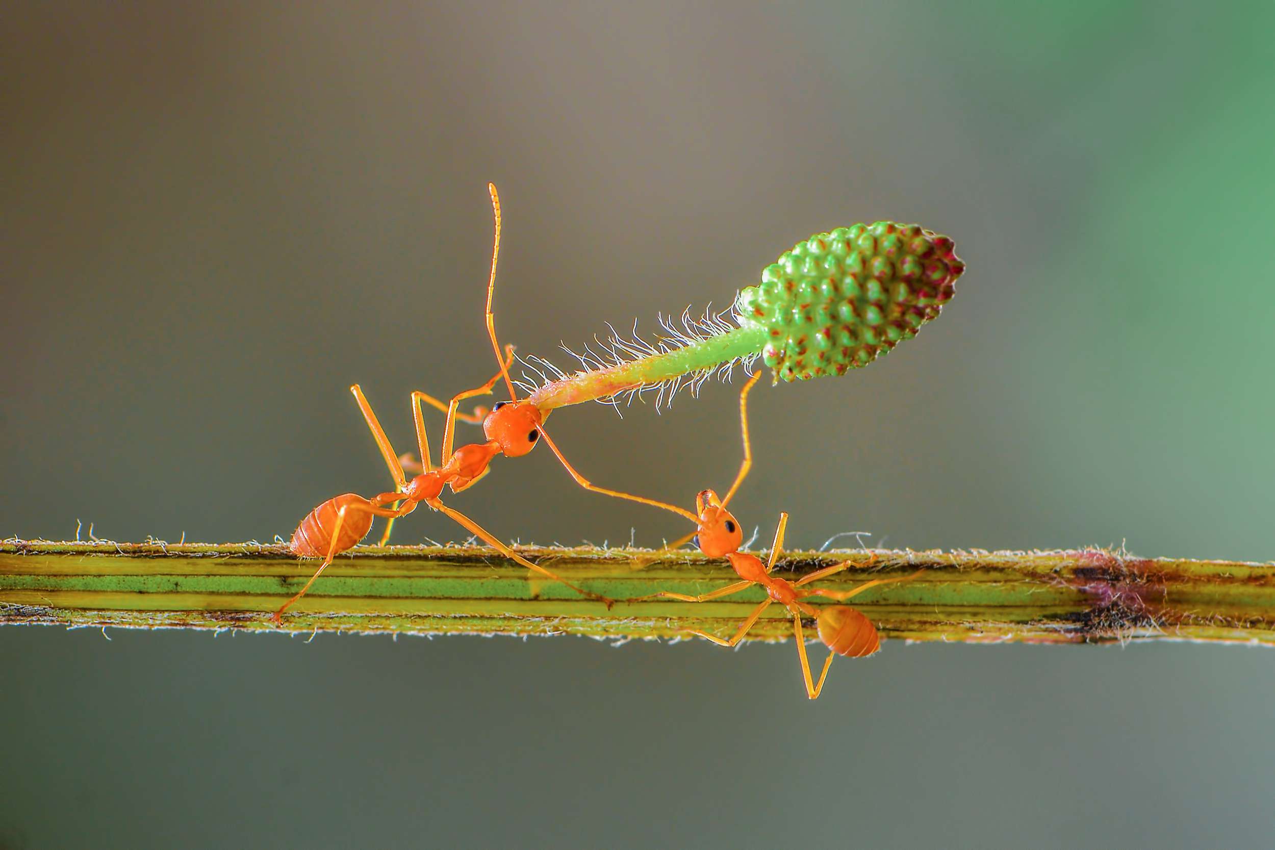 蚂蚁互相帮助举起一朵花