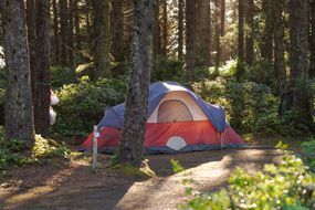 大红色和蓝色帐篷是建立在郁郁森林阳光过滤