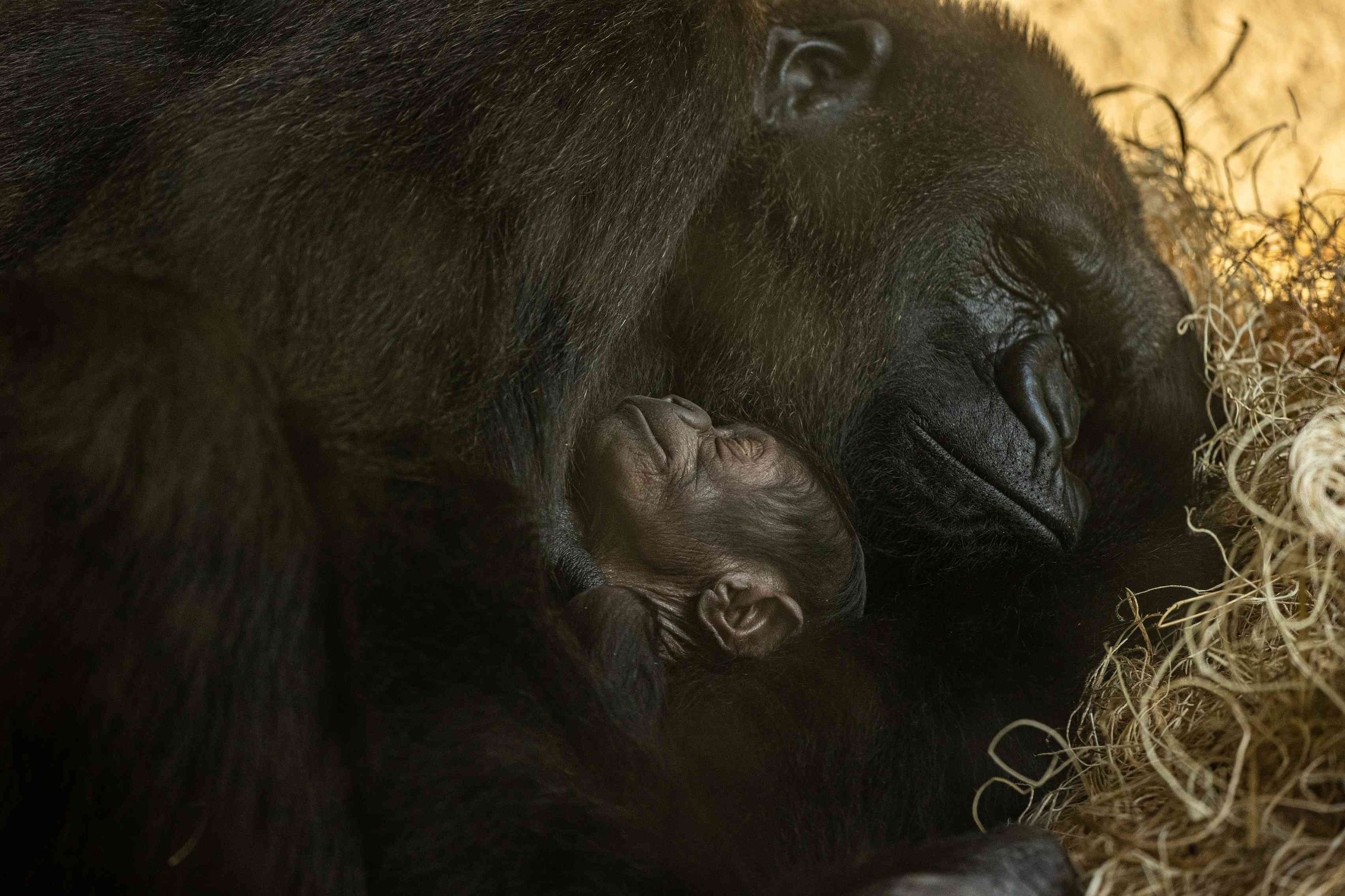 宝贝大猩猩和妈妈，麦迪尼“width=