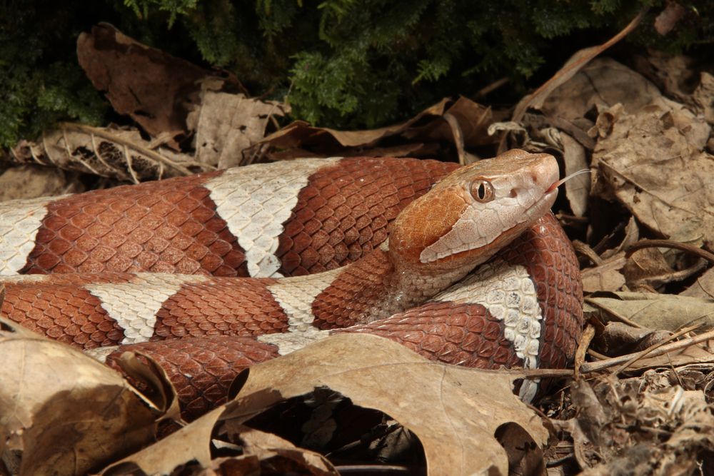 铜斑蛇蛇用舌头长躺在干树叶