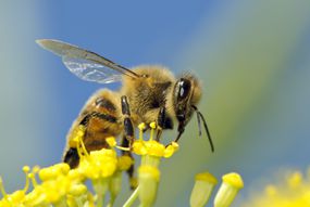 蜜蜂在一朵野花上