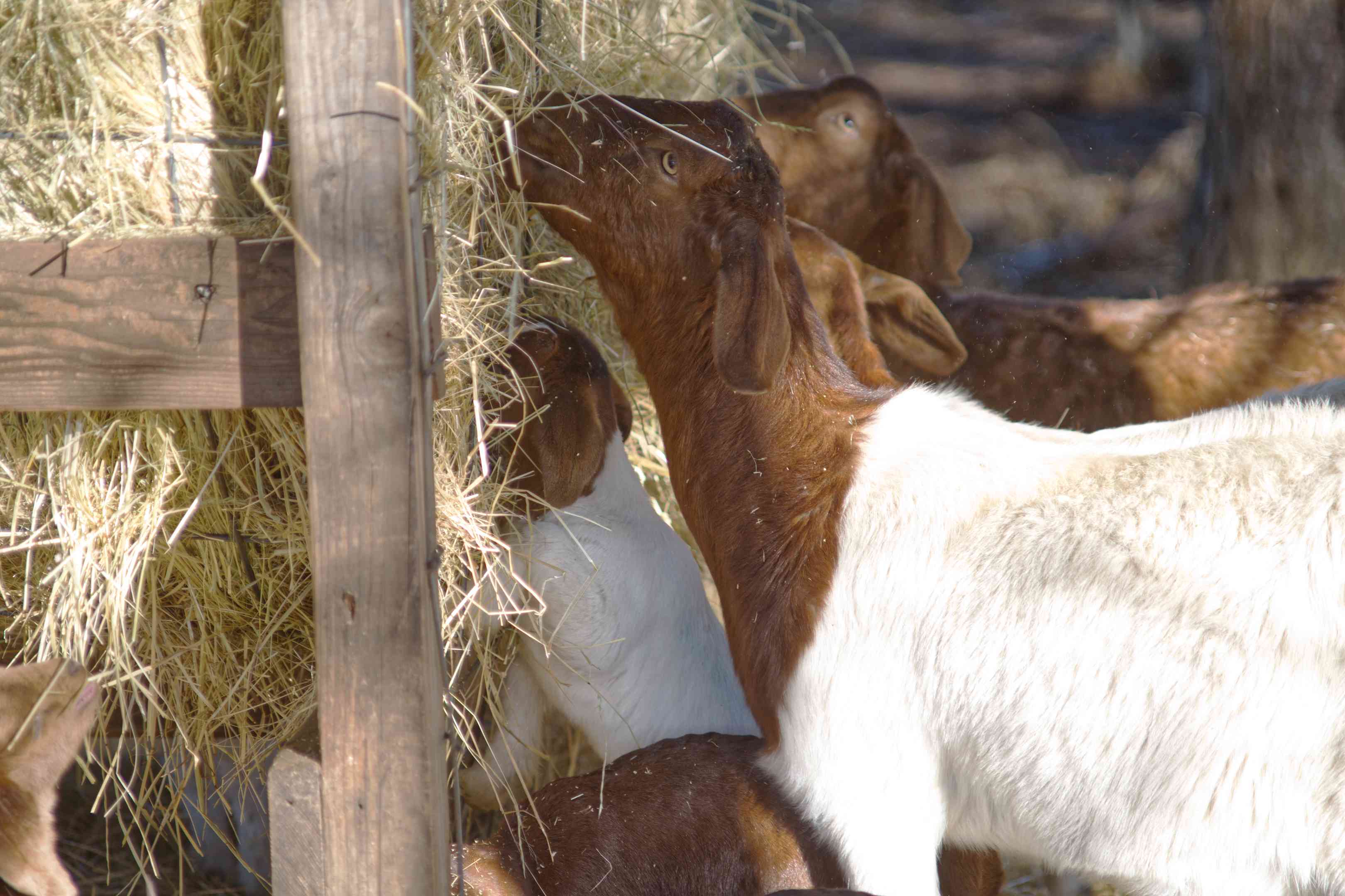 两只棕色和白色的山羊在谷仓里啃着一捆捆的干草