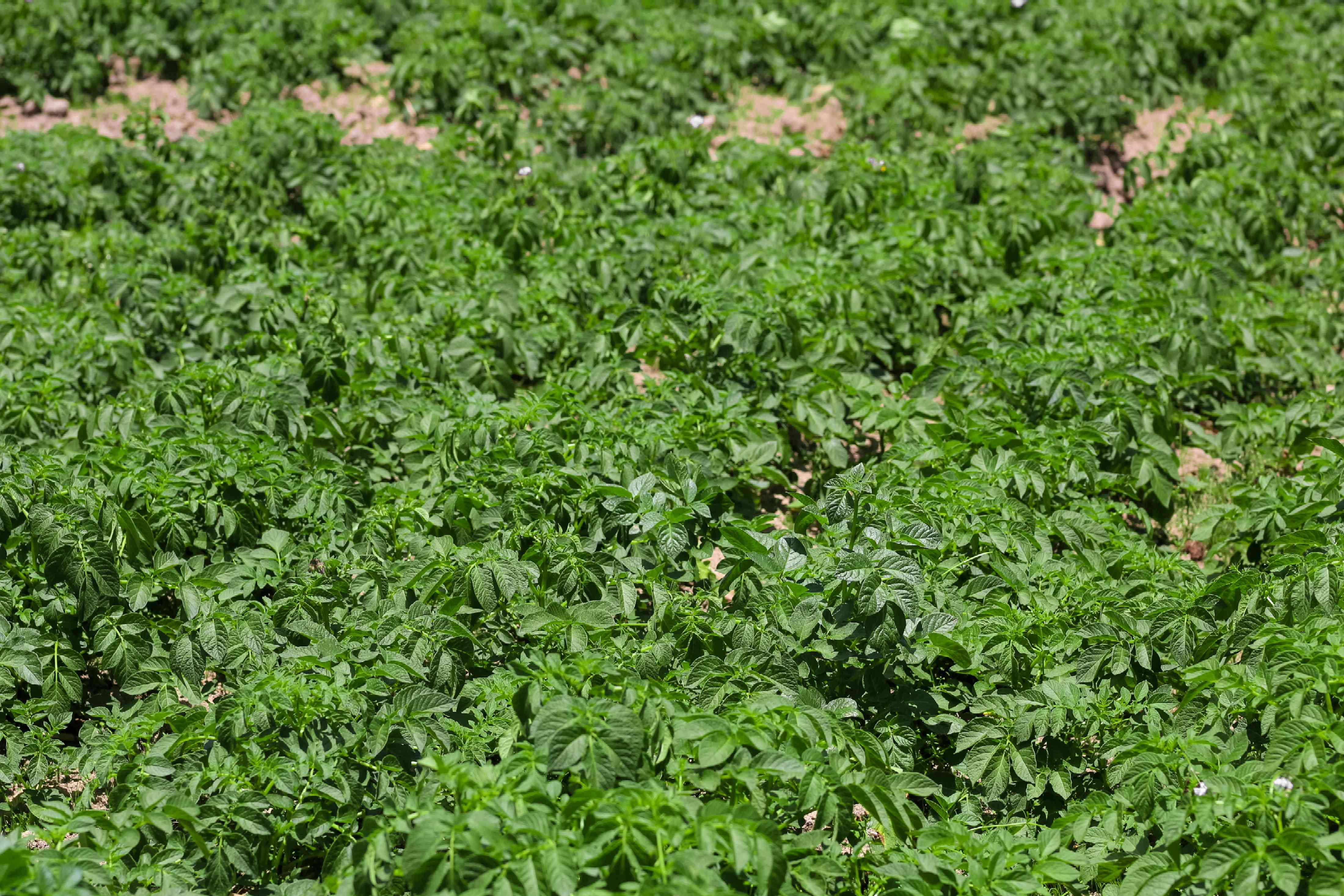 大型室外土豆幼苗生长为鲜绿色的藤蔓