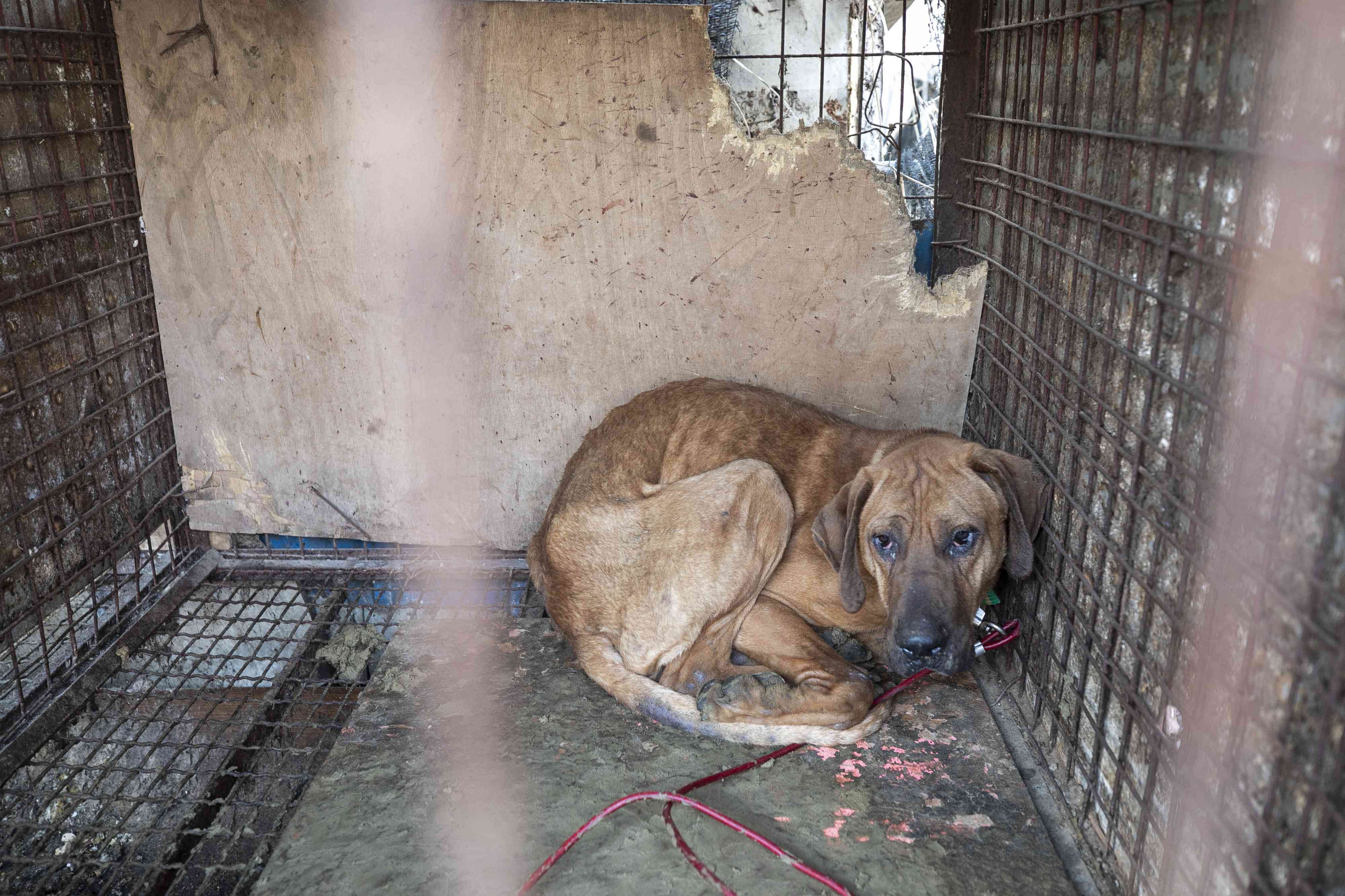 一只狗被放在韩国东林的前狗肉农场的笼子里
