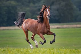 棕色的马长着黑色的鬃毛，穿过田野，风吹过头发