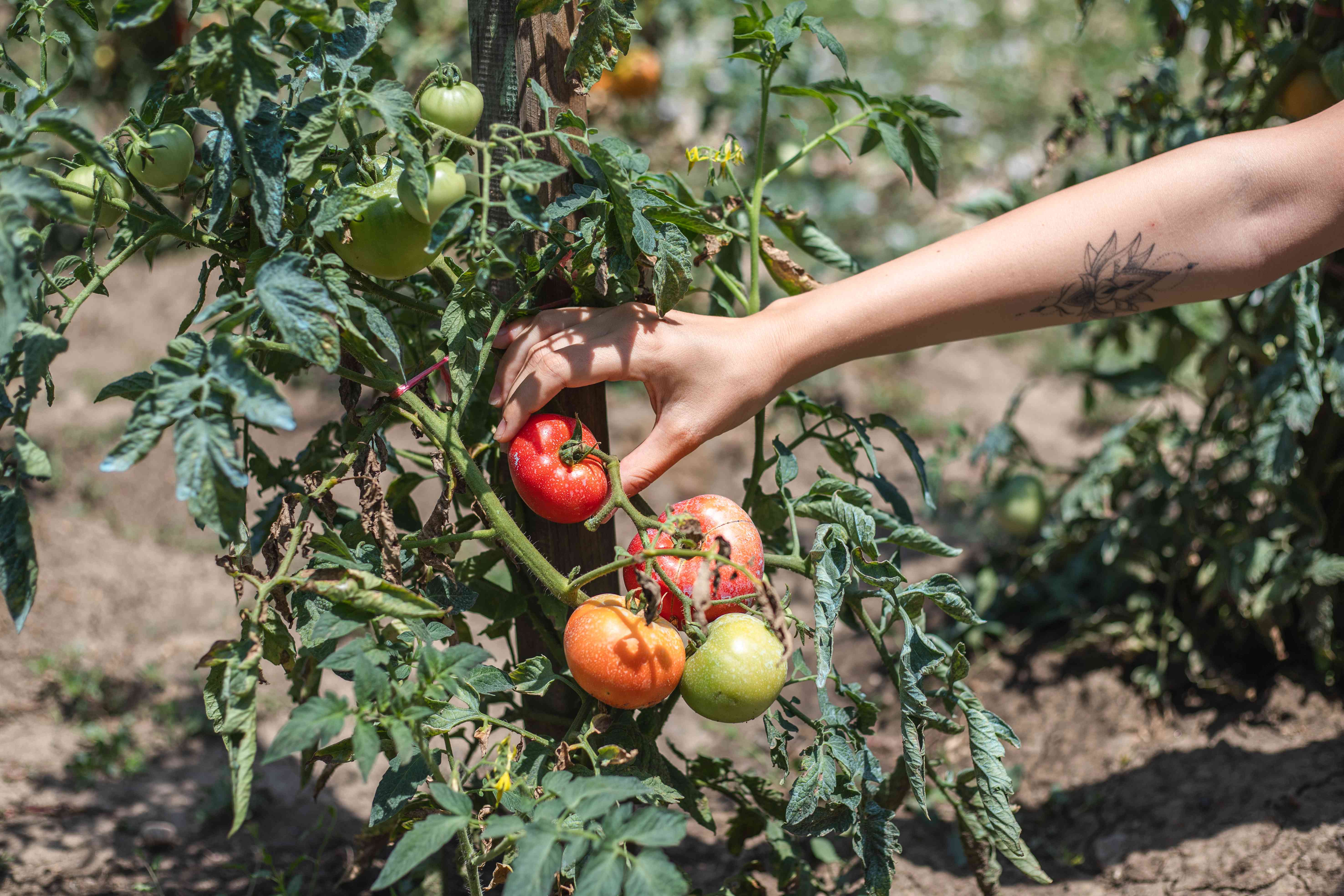 手从花园里种植番茄的葡萄藤来伸出冰球成熟的红番茄“width=