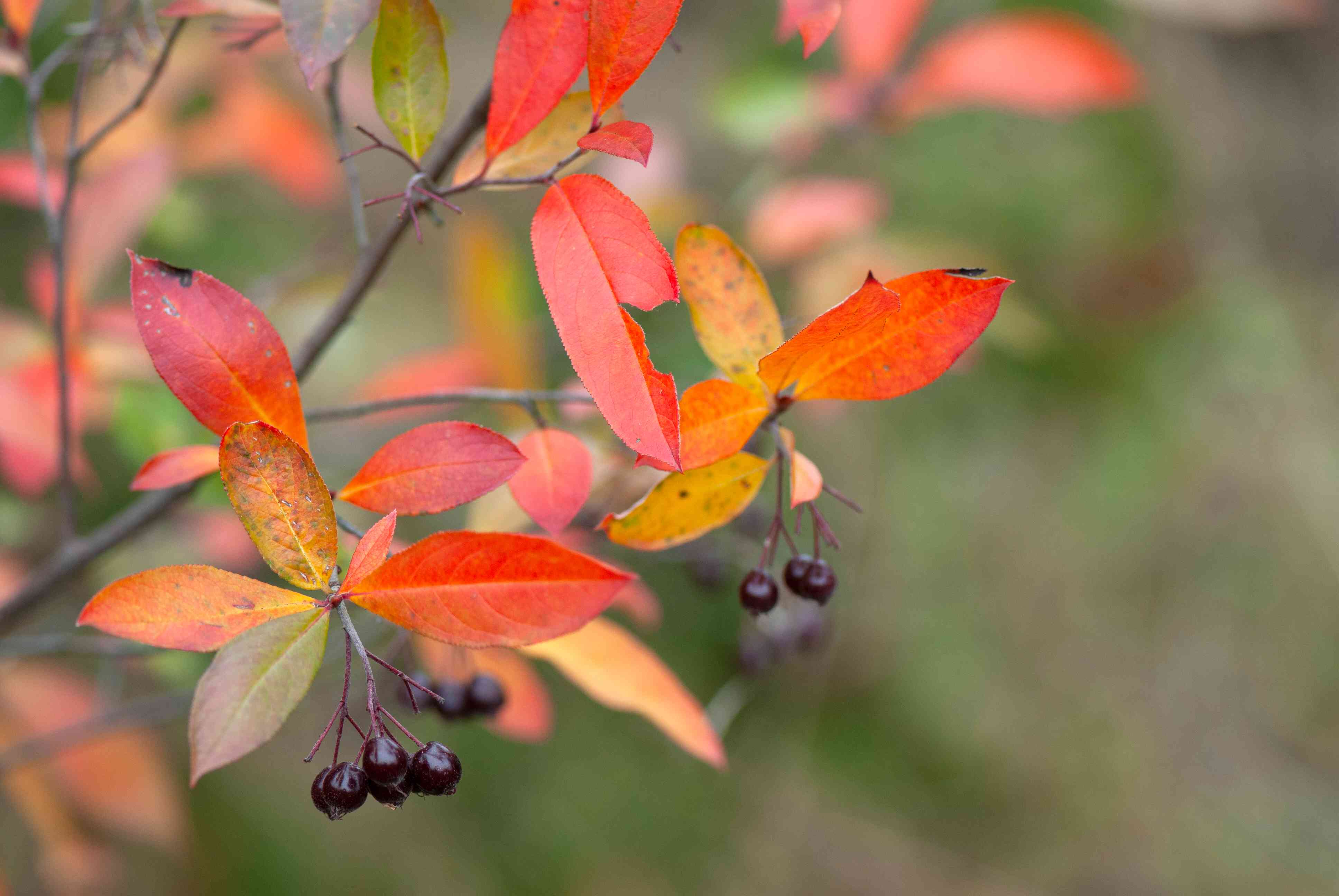 红色乔莓（Aronia arbutifolia）
