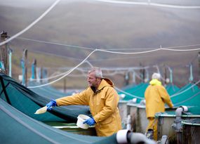 在一个水产养殖场，工人们穿着雨衣喂大鱼缸里的鱼。