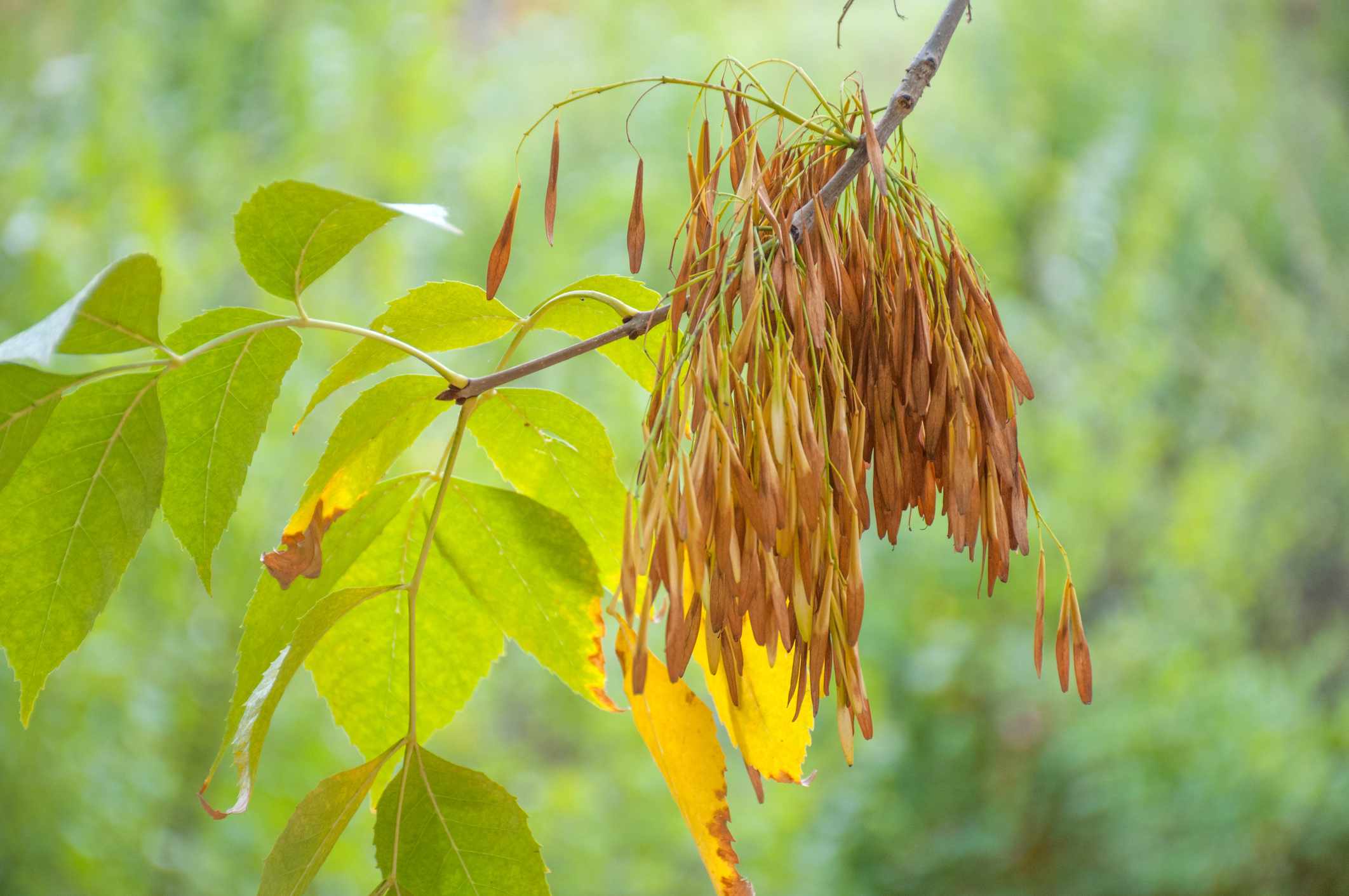 绿灰树树枝上的豆荚和叶子。