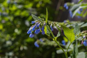 蓝色紫草科植物