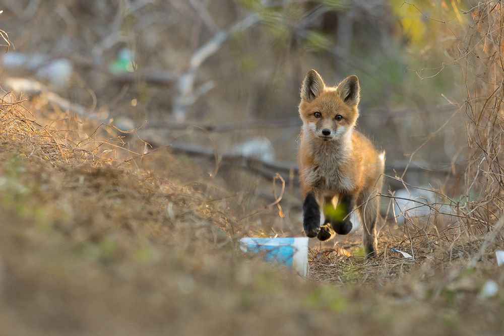 城市里的狐狸可以利用小得惊人的绿地。不幸的是，这些绿色空间可能充满垃圾。