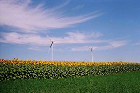 Windmills and sunflowers field