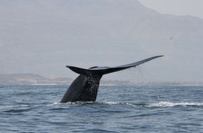 一个西北印度洋蓝鲸阿拉伯海阿曼海岸。