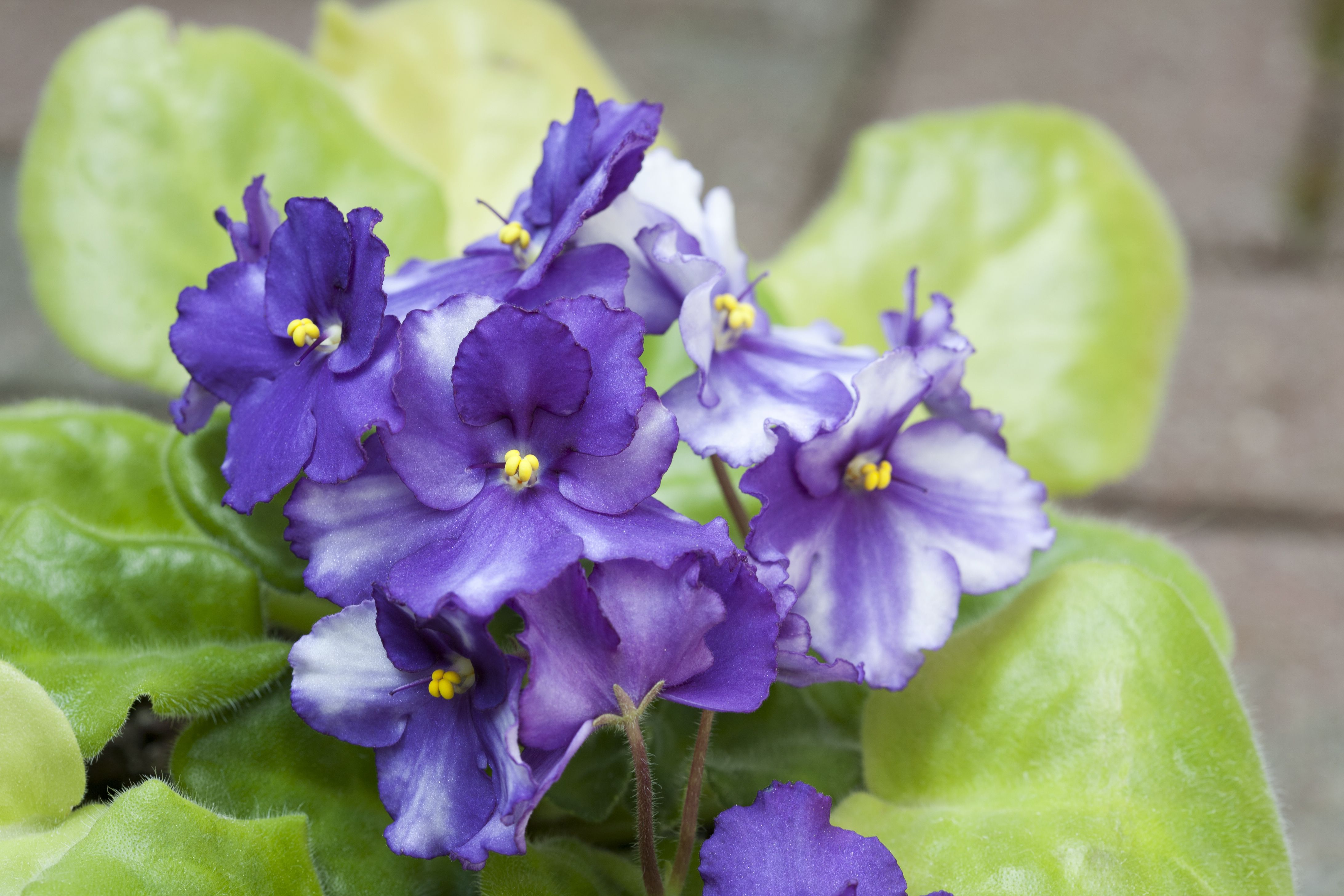 非洲紫罗兰花