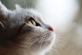 一只可爱的年轻猫的个人资料，专注于晶须