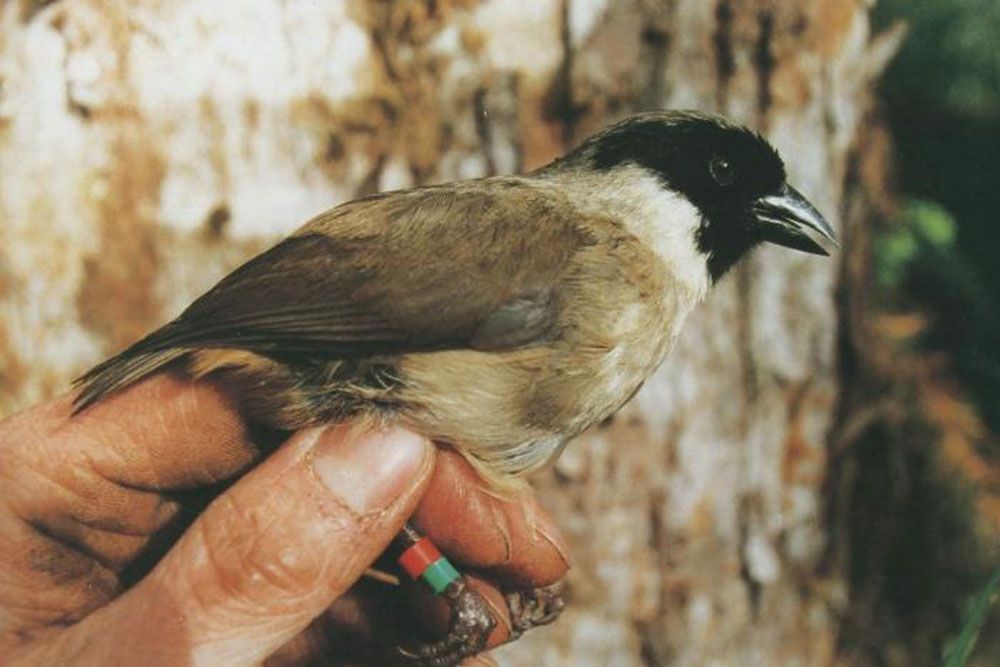 有条纹的棕色小鸟，黑色的头栖息在手指上＂width=
