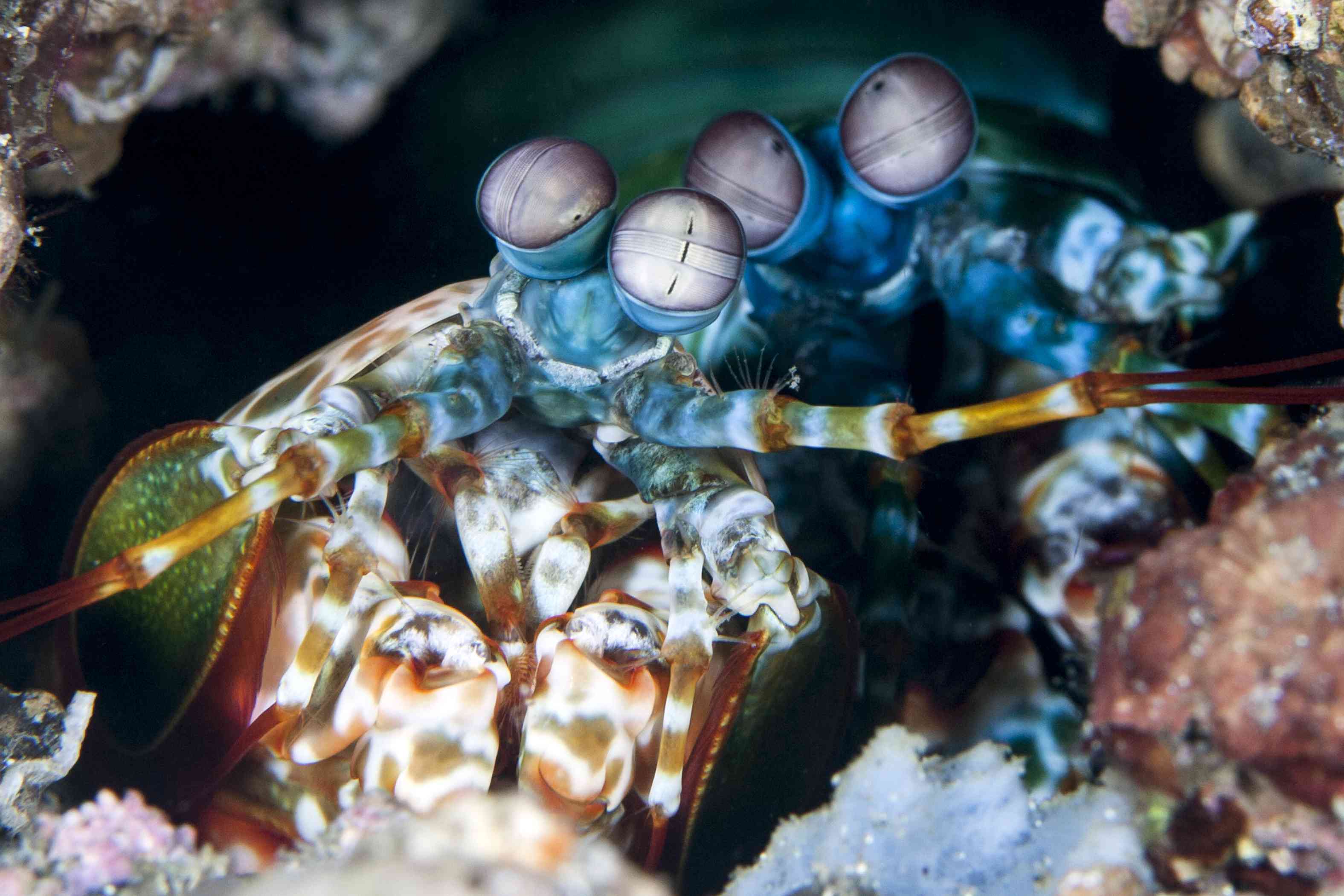 一对鲜艳的螳螂虾