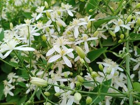 夜间盛开的茉莉花，白色的花，绿色的叶和茎