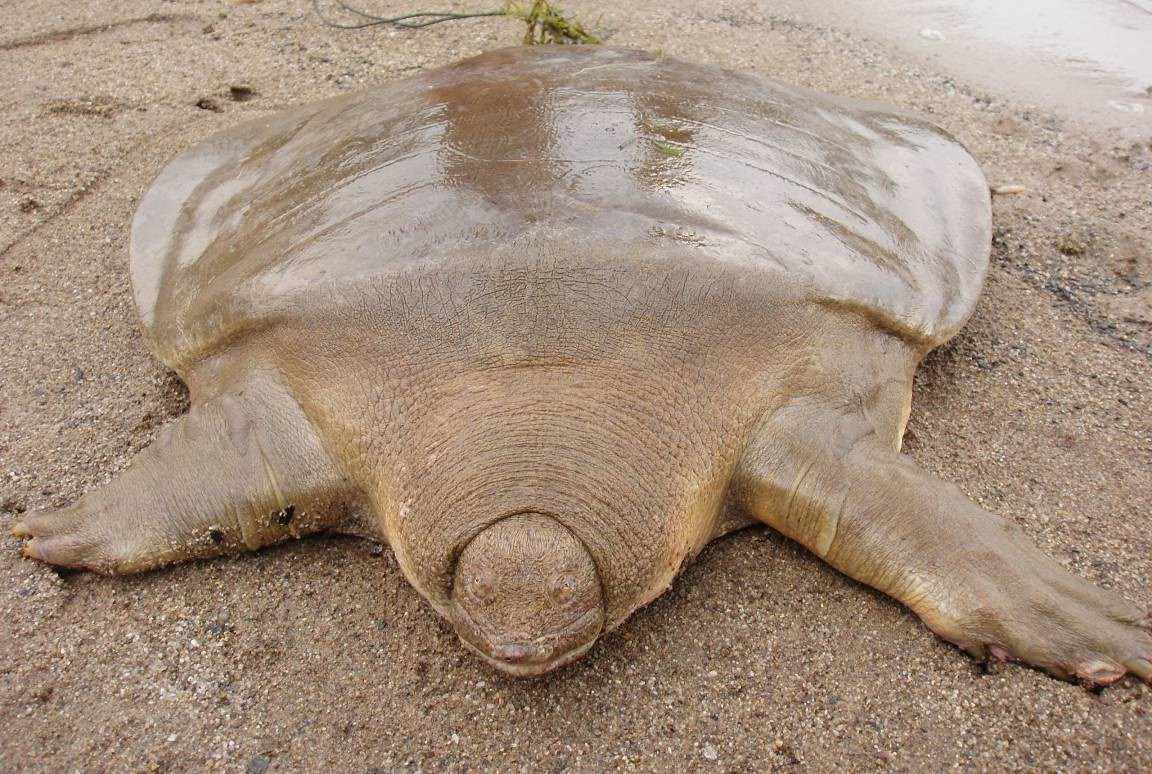 康托的巨型软壳龟躺在沙滩上＂width=