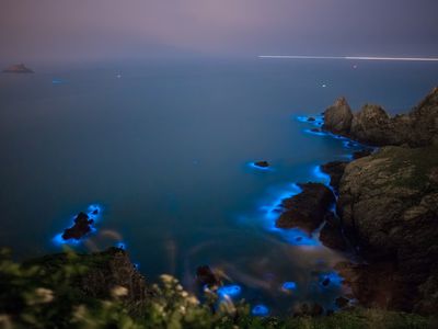 Blue Tears bioluminescent algae in Taiwan