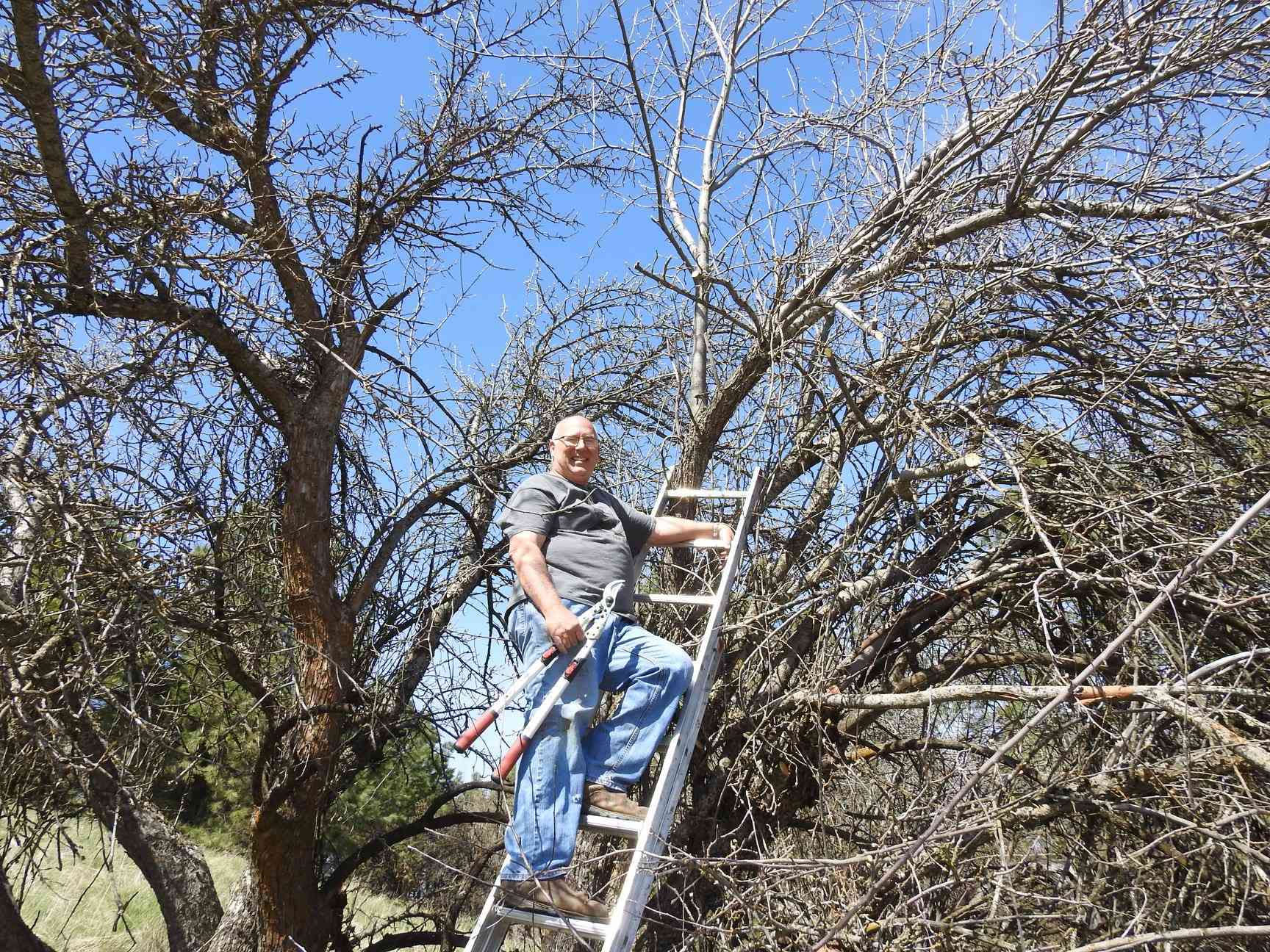 老人爬梯子去修剪苹果树