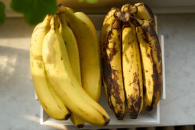 在斑驳的阳光下，两束并排的香蕉，一束新鲜，一束瘀伤和棕色