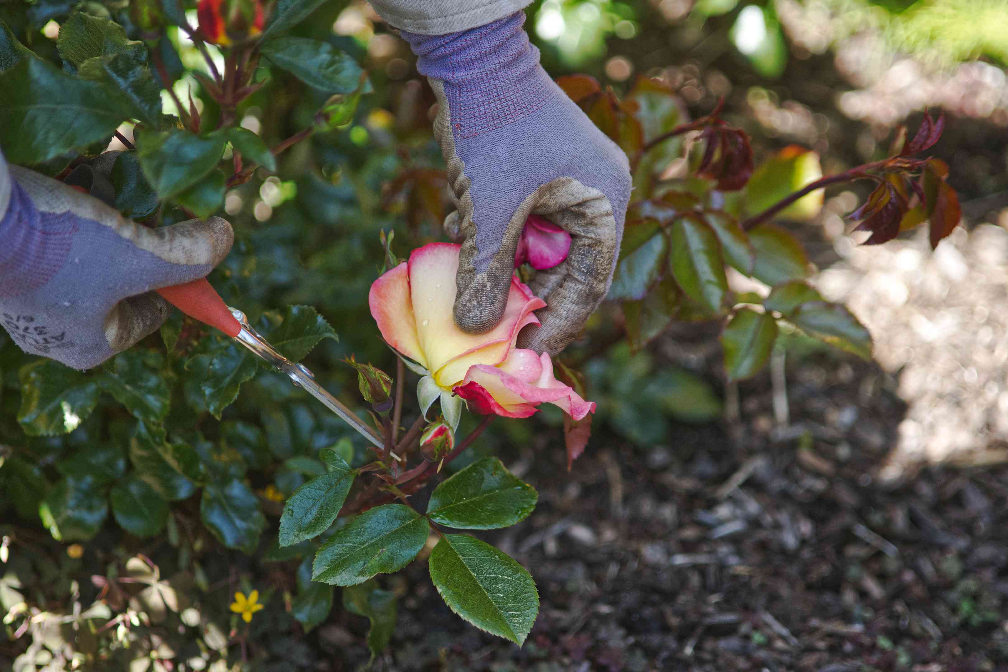 园丁戴着手套，把粉红的玫瑰修剪得紧贴地面
